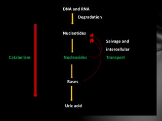 Types of nucliec acids, biosynthesis and catabolism
