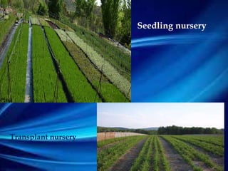 Seedling nursery
Transplant nursery
 