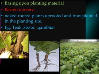 • Basing upon planting material
• Barren nursery-
• naked rooted plants uprooted and transplanted
in the planting site.
• Eg. Teak ,sissoo ,gambhar
 