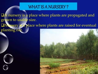 A nursery is a place where plants are propagated and
grown to usable size.
Nursery is a place where plants are raised for eventual
planting out.
WHAT IS A NURSERY ?
 