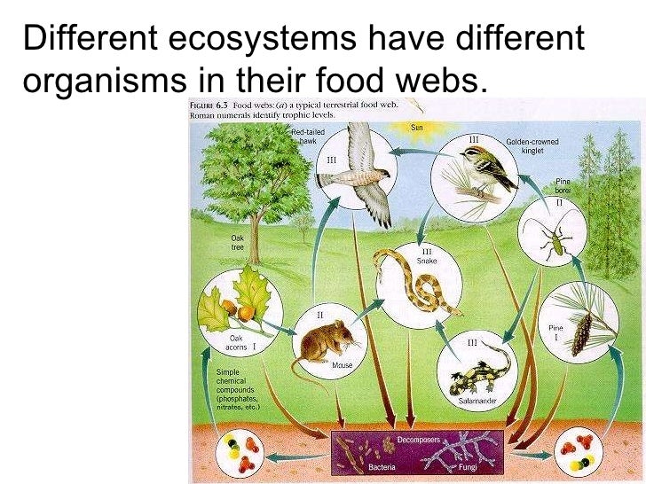 Organism Food Chain Organism Food Chain
