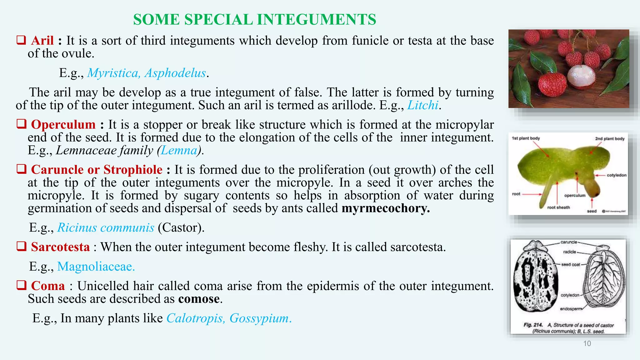 SOME SPECIAL INTEGUMENTS
 Aril : It is a sort of third integuments which develop from funicle or testa at the base
of the ovule.
E.g., Myristica, Asphodelus.
The aril may be develop as a true integument of false. The latter is formed by turning
of the tip of the outer integument. Such an aril is termed as arillode. E.g., Litchi.
 Operculum : It is a stopper or break like structure which is formed at the micropylar
end of the seed. It is formed due to the elongation of the cells of the inner integument.
E.g., Lemnaceae family (Lemna).
 Caruncle or Strophiole : It is formed due to the proliferation (out growth) of the cell
at the tip of the outer integuments over the micropyle. In a seed it over arches the
micropyle. It is formed by sugary contents so helps in absorption of water during
germination of seeds and dispersal of seeds by ants called myrmecochory.
E.g., Ricinus communis (Castor).
 Sarcotesta : When the outer integument become fleshy. It is called sarcotesta.
E.g., Magnoliaceae.
 Coma : Unicelled hair called coma arise from the epidermis of the outer integument.
Such seeds are described as comose.
E.g., In many plants like Calotropis, Gossypium.
10
 