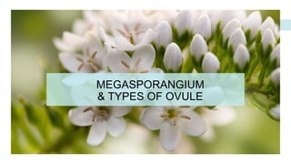 MEGASPORANGIUM
& TYPES OF OVULE
 