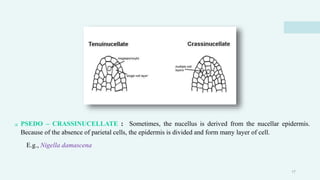  PSEDO – CRASSINUCELLATE : Sometimes, the nucellus is derived from the nucellar epidermis.
Because of the absence of parietal cells, the epidermis is divided and form many layer of cell.
E.g., Nigella damascena
17
 