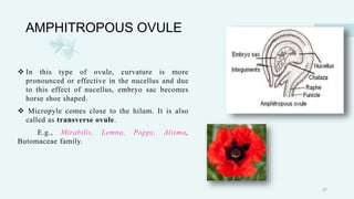 AMPHITROPOUS OVULE
 In this type of ovule, curvature is more
pronounced or effective in the nucellus and due
to this effect of nucellus, embryo sac becomes
horse shoe shaped.
 Micropyle comes close to the hilum. It is also
called as transverse ovule.
E.g., Mirabilis, Lemna, Poppy, Alisma,
Butomaceae family.
27
 