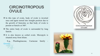 CIRCINOTROPOUS
OVULE
 In this type of ovule, body of ovule is inverted
once and again turned into straight position due to
the growth of funiculus so that body of ovule is
present at funicle at 360°.
 The entire body of ovule is surrounded by long
funicle.
 It is also known as coiled ovule. Micropyle is
situated away from hilum.
E.g., Plumbaginaceae, Cactaceae family -
Opuntia.
29
 