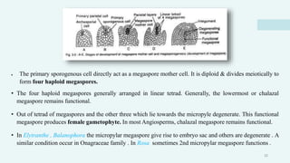  The primary sporogenous cell directly act as a megaspore mother cell. It is diploid & divides meiotically to
form four haploid megaspores.
• The four haploid megaspores generally arranged in linear tetrad. Generally, the lowermost or chalazal
megaspore remains functional.
• Out of tetrad of megaspores and the other three which lie towards the micropyle degenerate. This functional
megaspore produces female gametophyte. In most Angiosperms, chalazal megaspore remains functional.
• In Elytranthe , Balanophora the micropylar megaspore give rise to embryo sac and others are degenerate . A
similar condition occur in Onagraceae family . In Rosa sometimes 2nd micropylar megaspore functions .
32
 
