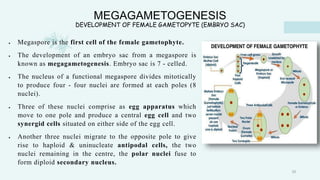 MEGAGAMETOGENESIS
DEVELOPMENT OF FEMALE GAMETOPYTE (EMBRYO SAC)
 Megaspore is the first cell of the female gametophyte.
 The development of an embryo sac from a megaspore is
known as megagametogenesis. Embryo sac is 7 - celled.
 The nucleus of a functional megaspore divides mitotically
to produce four - four nuclei are formed at each poles (8
nuclei).
 Three of these nuclei comprise as egg apparatus which
move to one pole and produce a central egg cell and two
synergid cells situated on either side of the egg cell.
 Another three nuclei migrate to the opposite pole to give
rise to haploid & uninucleate antipodal cells, the two
nuclei remaining in the centre, the polar nuclei fuse to
form diploid secondary nucleus.
33
 