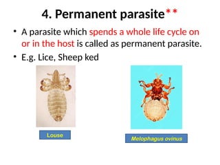 Parasite Overview Comprehensive Overview of Parasite Types and Classifications in ...