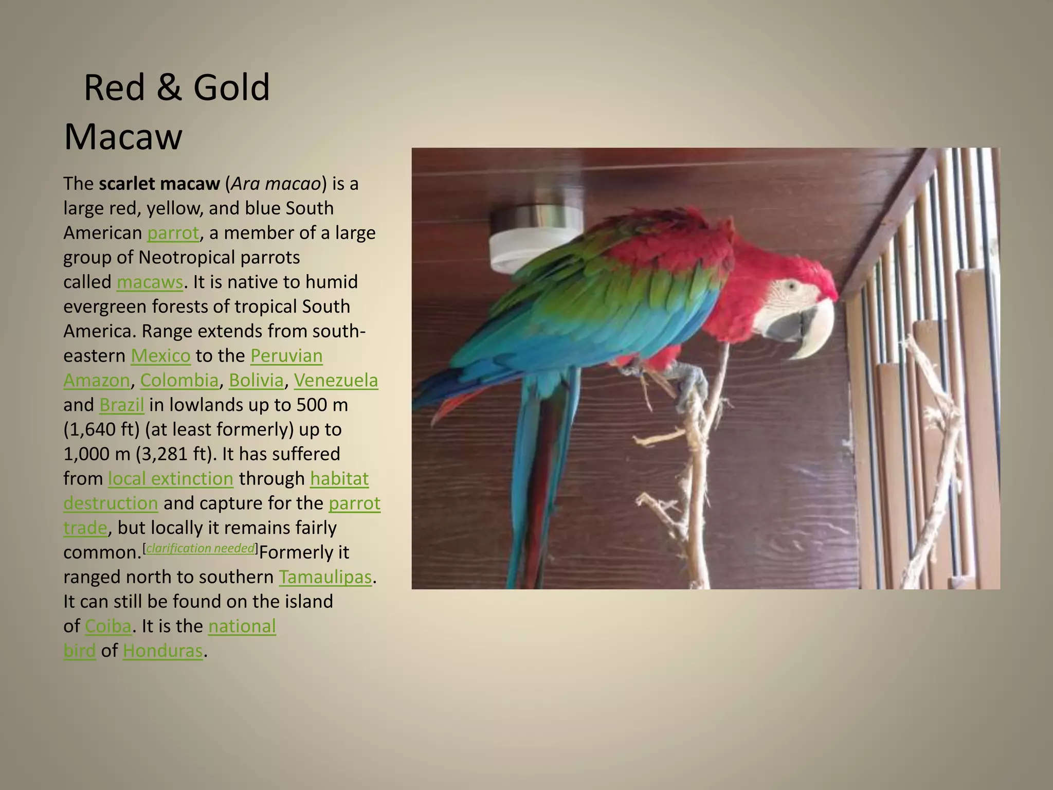 View of Types of parrots & macaws | PPTX
