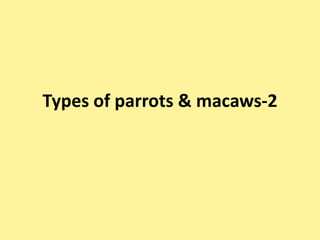 Types of parrots & macaws-2
 