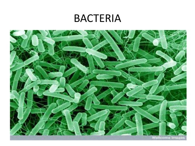 types of pathogen