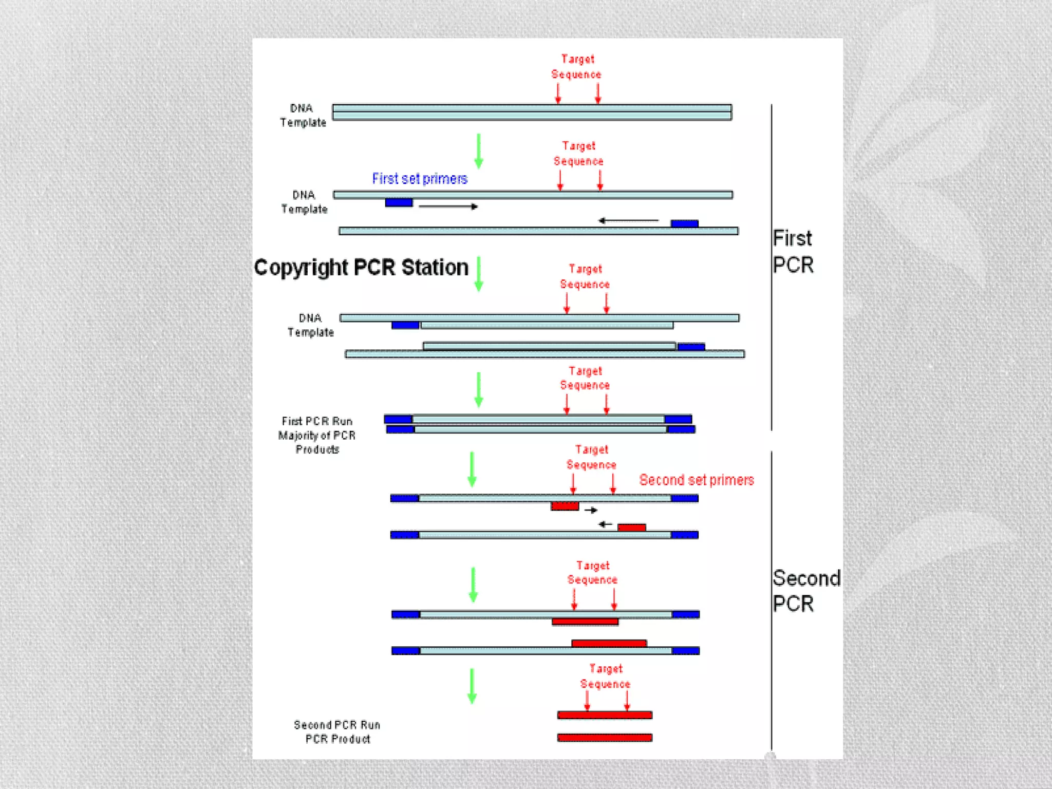 Types Of PCR PDF
