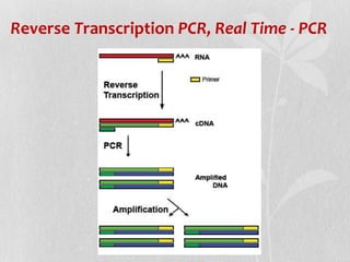Reverse Transcription PCR, Real Time - PCR
 
