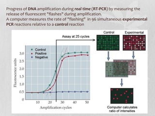 Progress of DNA amplification during real time (RT-PCR) by measuring the
release of fluorescent "flashes" during amplification.
A computer measures the rate of "flashing" in 96 simultaneous experimental
PCR reactions relative to a control reaction
 