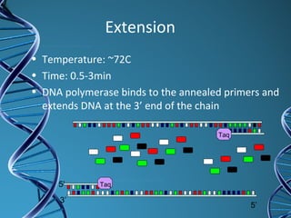 Extension
• Temperature: ~72C
• Time: 0.5-3min
• DNA polymerase binds to the annealed primers and
extends DNA at the 3’ end of the chain
Taq
5’
3’
Taq5’
 