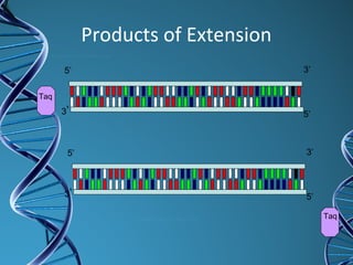 Products of Extension
3’5’
3’ 5’
3’5’
3’ 5’
Taq
Taq
 