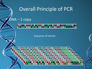 Overall Principle of PCR
• DNA – 1 copy
• Sequence of interest
• PCR
 