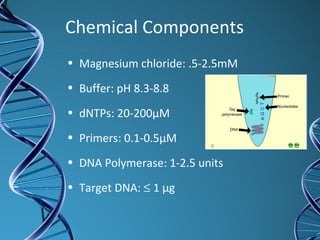 Chemical Components
• Magnesium chloride: .5-2.5mM
• Buffer: pH 8.3-8.8
• dNTPs: 20-200µM
• Primers: 0.1-0.5µM
• DNA Polymerase: 1-2.5 units
• Target DNA: ≤ 1 µg
 