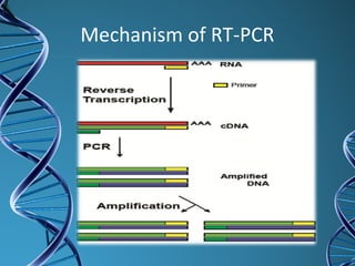 Mechanism of RT-PCR
 