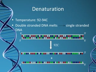 Denaturation
• Temperature: 92-94C
• Double stranded DNA melts single stranded
DNA
92C
3’5’
3’ 5’
+
5’3’
5’ 3’
 