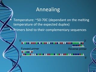 Annealing
• Temperature: ~50-70C (dependant on the melting
temperature of the expected duplex)
• Primers bind to their complementary sequences
5’3’
5’ 3’
Forward primer Reverse primer
 