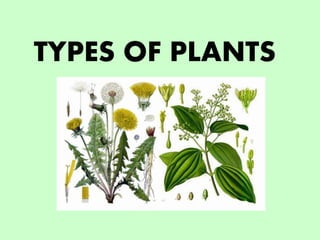 TYPES OF PLANTS
 