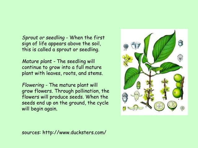Types Of Plants PPT types-of-plants-ppt