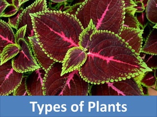 Types of Plants
 
