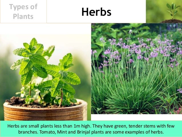 Types of Plants on {keyword}