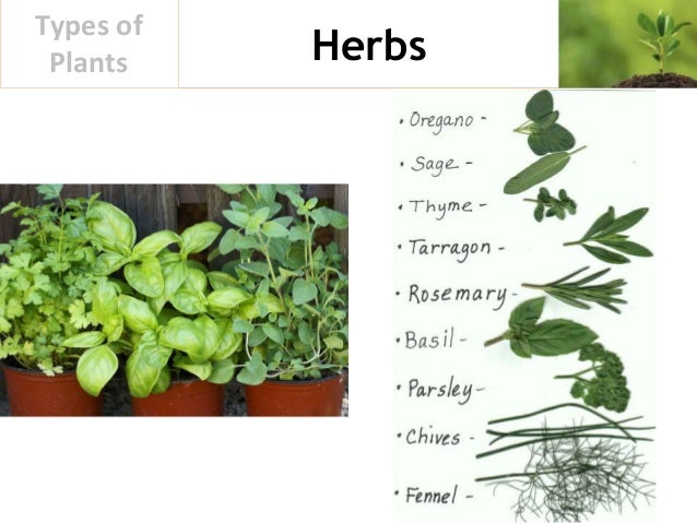 various kinds of herbal medicines: Types of Plants various kinds of herbal medicines: Types of Plants on {keyword}