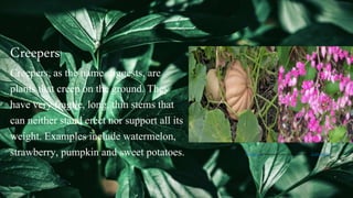 Types of plants | PPTX