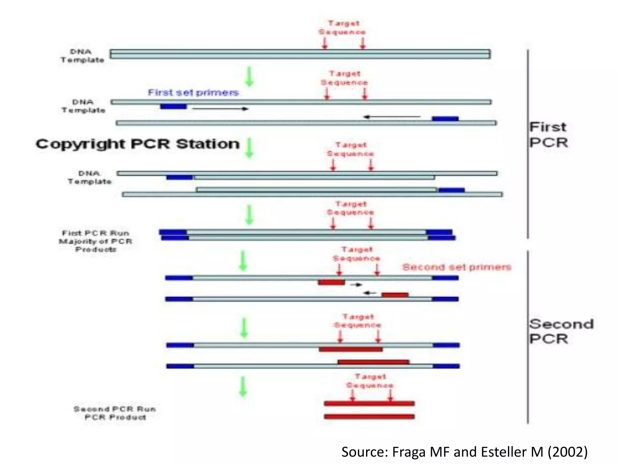 Source: Fraga MF and Esteller M (2002)
 
