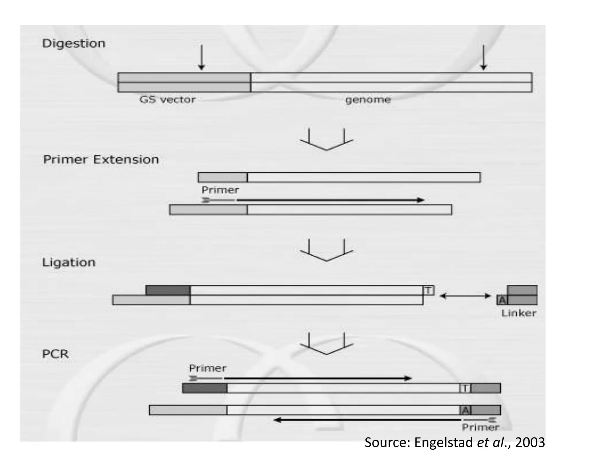 Source: Engelstad et al., 2003
 