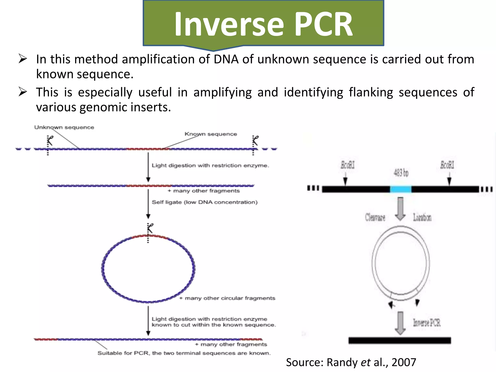 Inverse PCR
 In this method amplification of DNA of unknown sequence is carried out from
  known sequence.
 This is especially useful in amplifying and identifying flanking sequences of
  various genomic inserts.




                                              Source: Randy et al., 2007
 