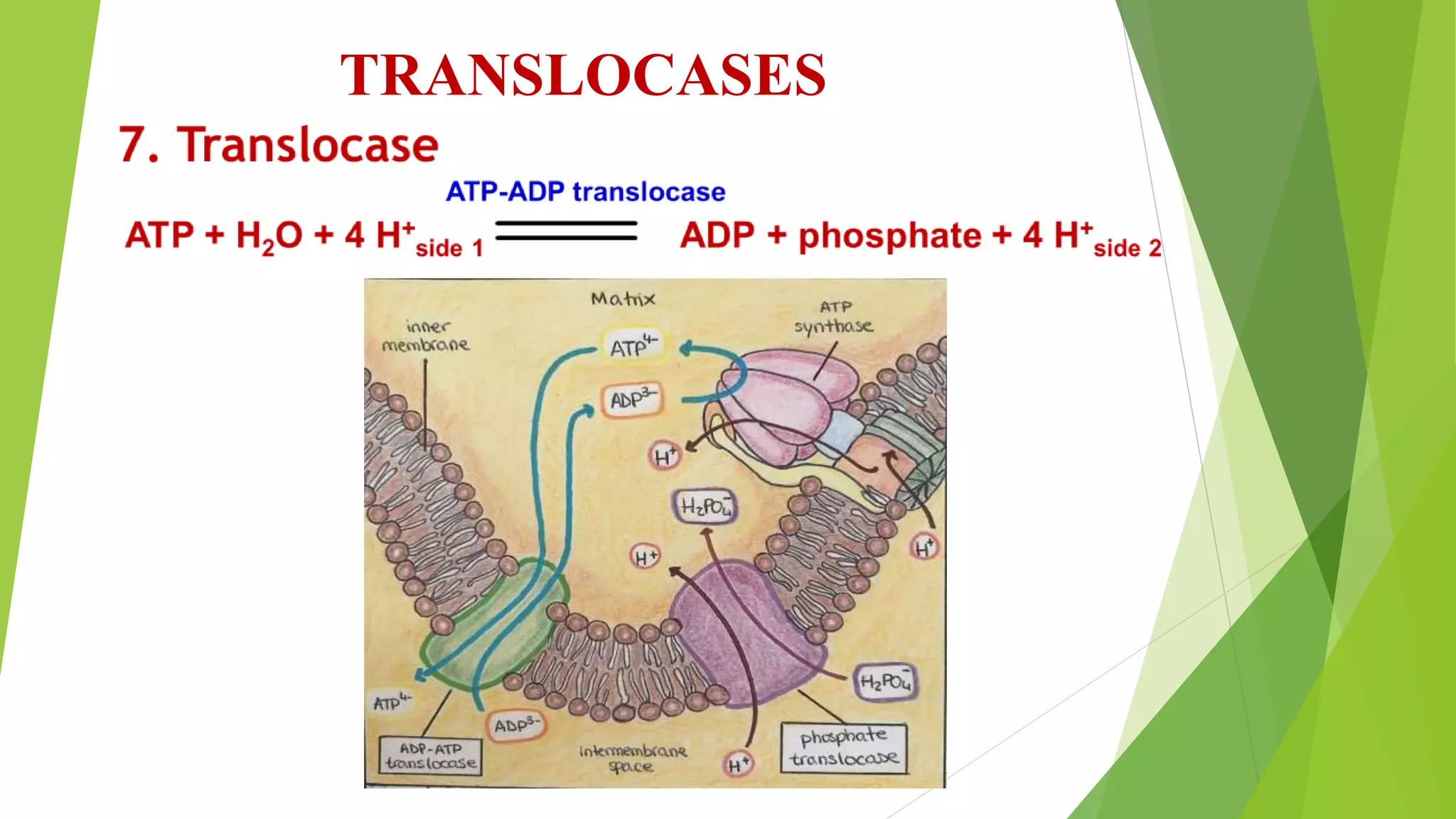 Types of reactions in biological system and enzyme classification ...