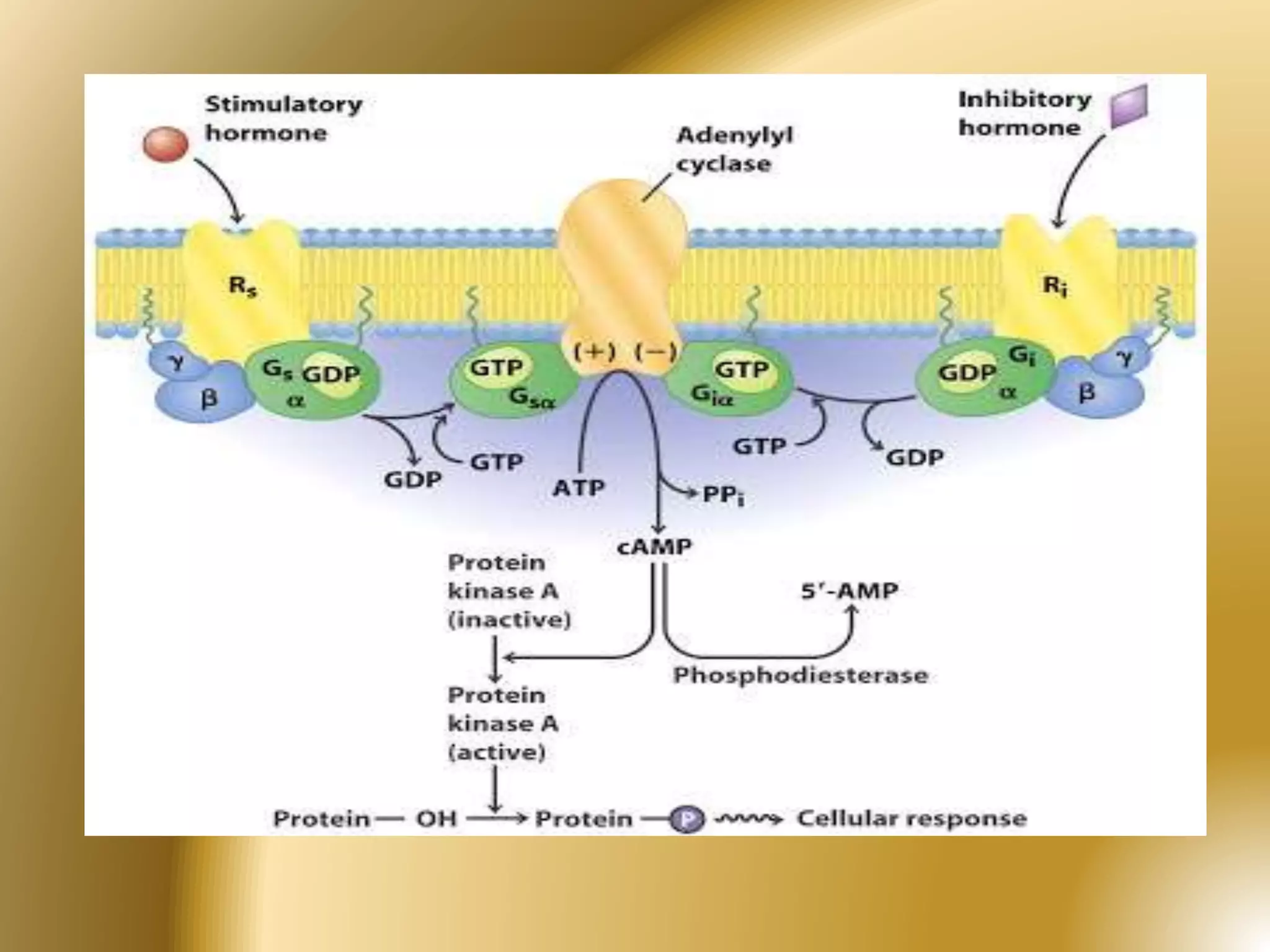 Types of receptor signal transduction pathways | PPTX