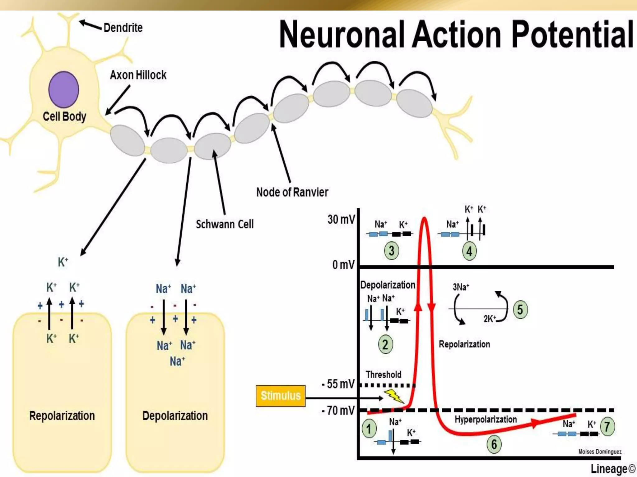 Types of receptor signal transduction pathways | PPTX
