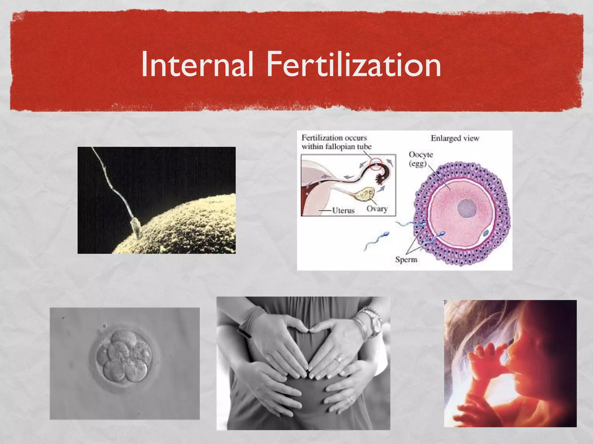 Internal Fertilization
