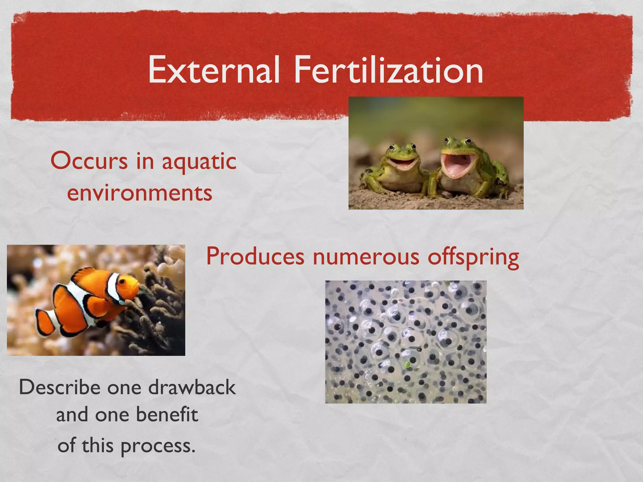 External Fertilization
Occurs in aquatic
environments
Produces numerous offspring
Describe one drawback
and one benefit
of this process.
