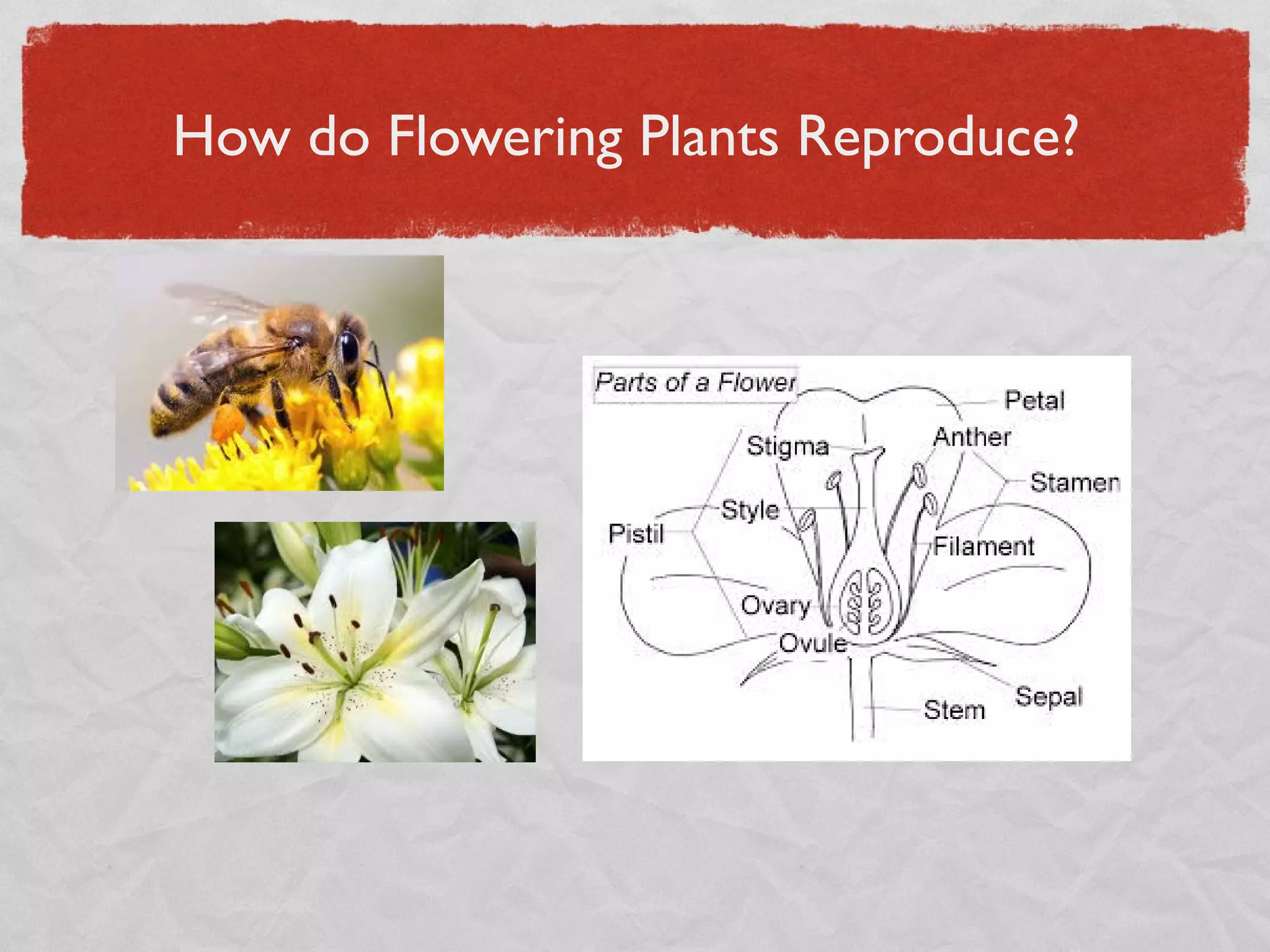 How do Flowering Plants Reproduce?