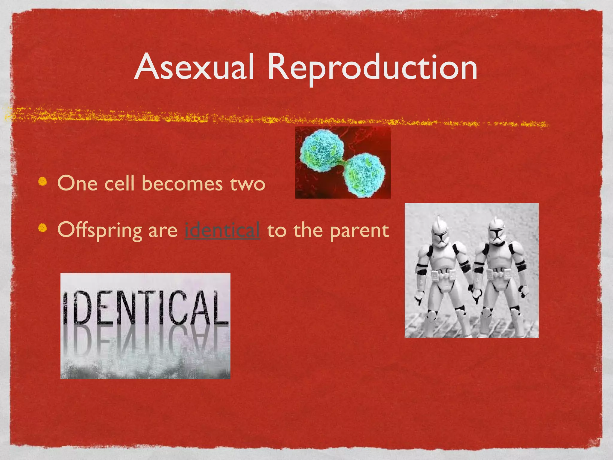 Asexual Reproduction
One cell becomes two
Offspring are identical to the parent