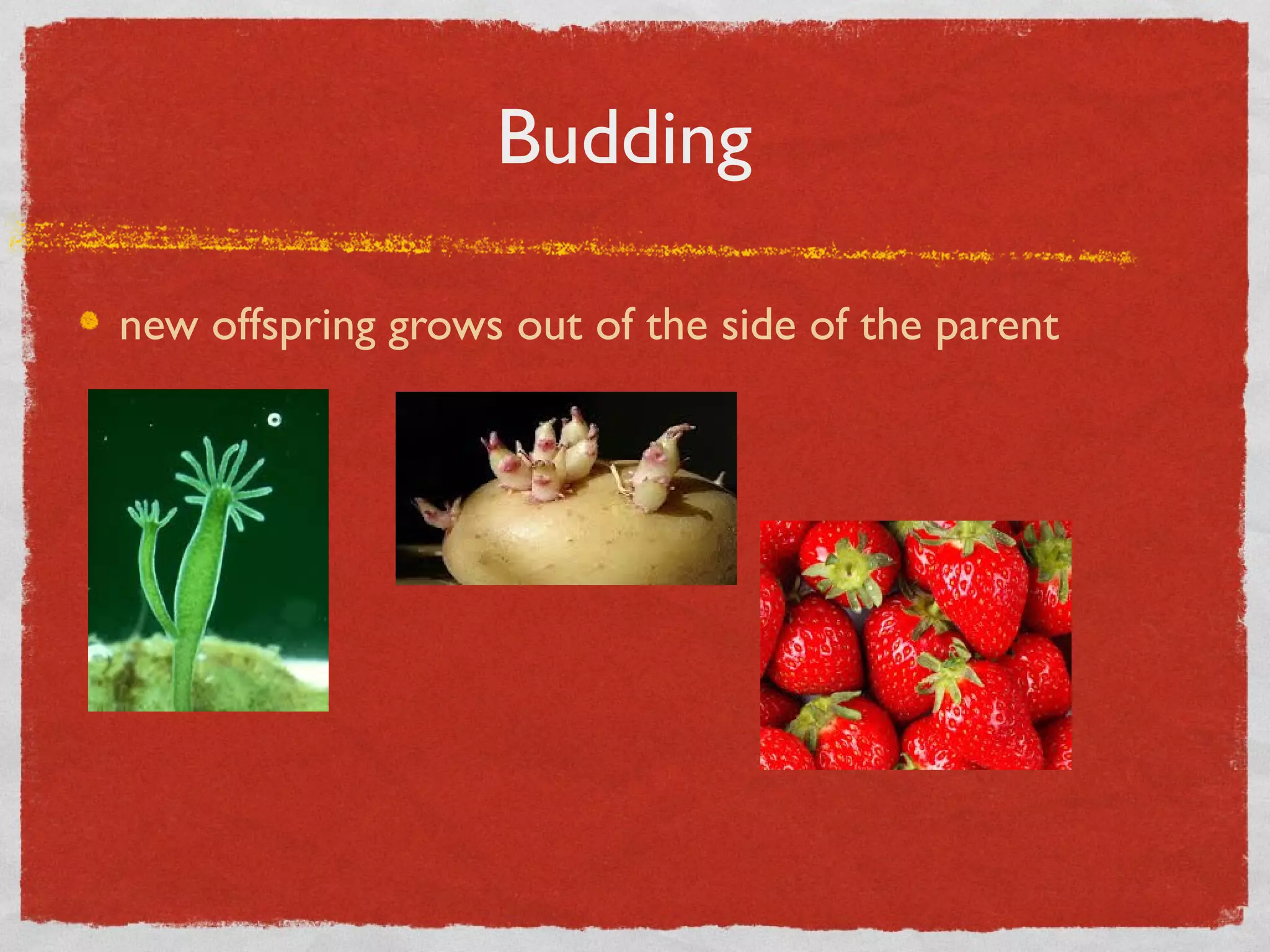 Budding
new offspring grows out of the side of the parent