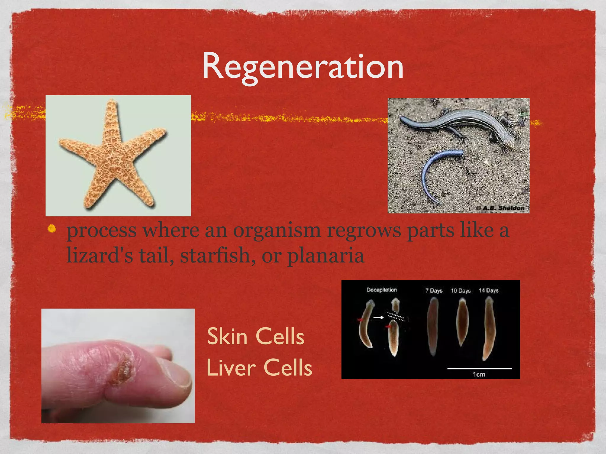 Regeneration
process where an organism regrows parts like a
lizard's tail, starfish, or planaria
Skin Cells
Liver Cells