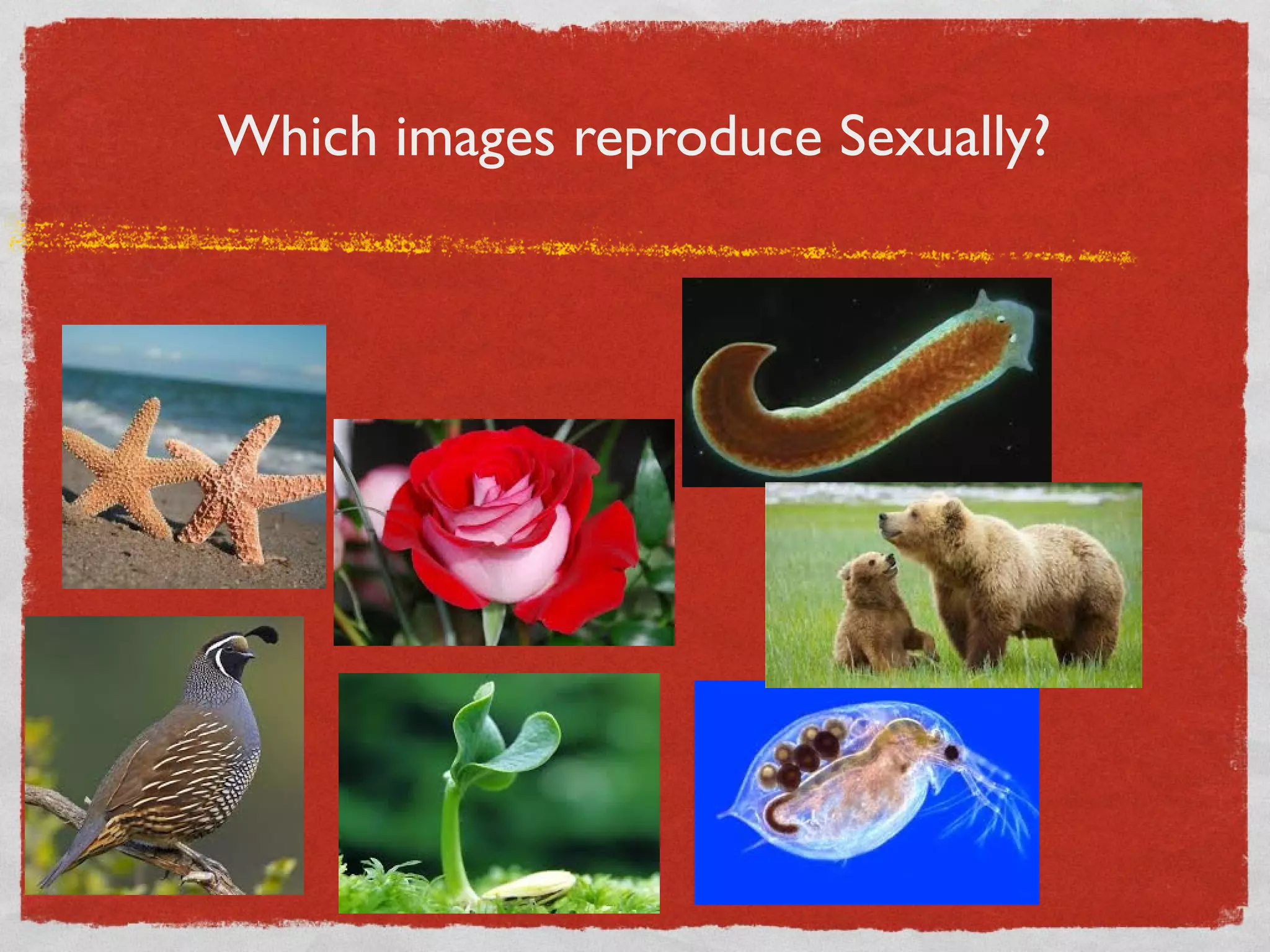 Which images reproduce Sexually?