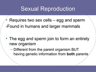 identify the type of sexual reproduction in animals | PPT