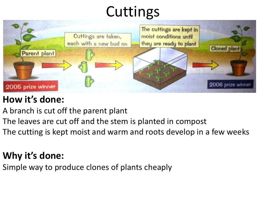 Types of reproduction & cuttings
