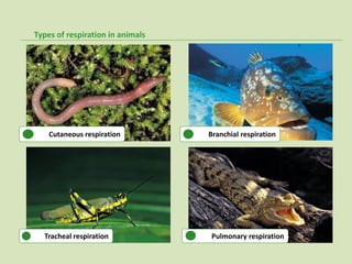 Types of respiration in animals




    Cutaneous respiration         Branchial respiration




  Tracheal respiration            Pulmonary respiration
 