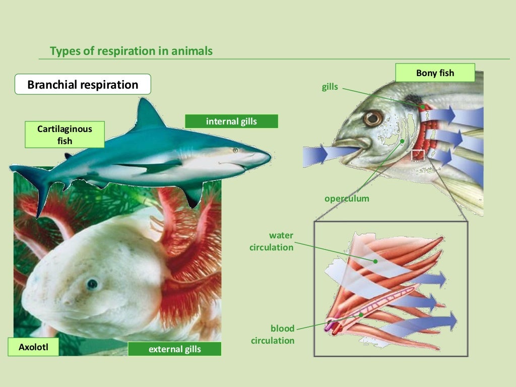 Types of respiration (1)