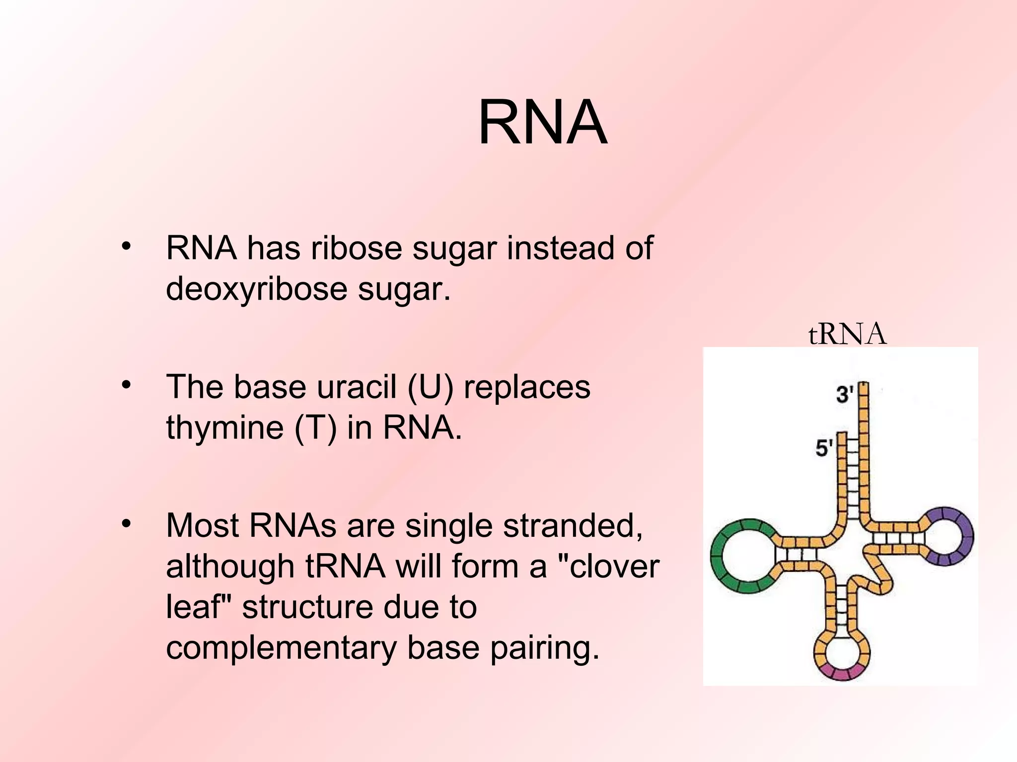 RNA RNA has ribose sugar instead of deoxyribose sugar. The base uracil (U) replaces thymine (T) in RNA. Most RNAs are single stranded, although tRNA will form a "clover leaf" structure due to complementary base pairing. tRNA